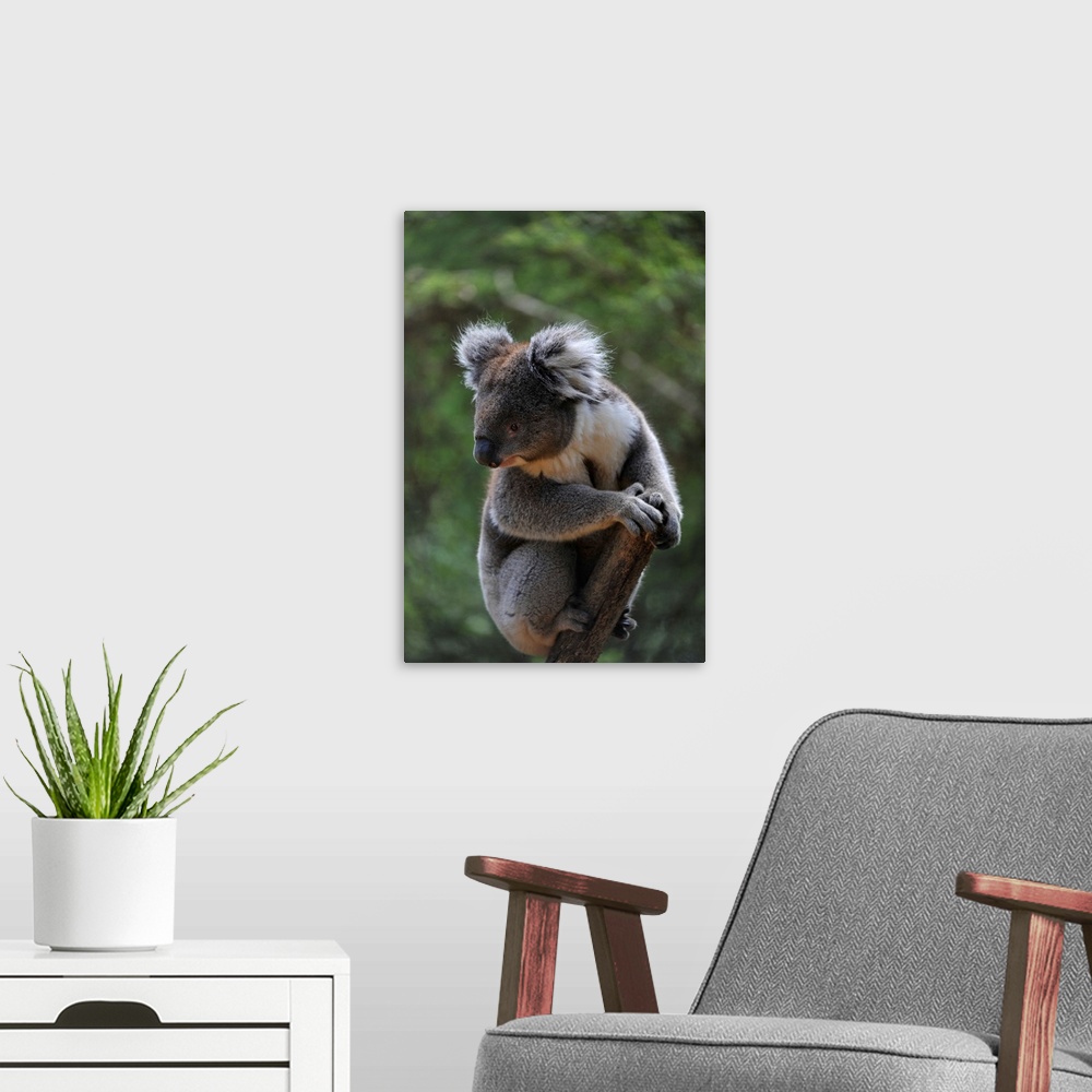 A modern room featuring A federally threatened koala at a wildlife sanctuary.
