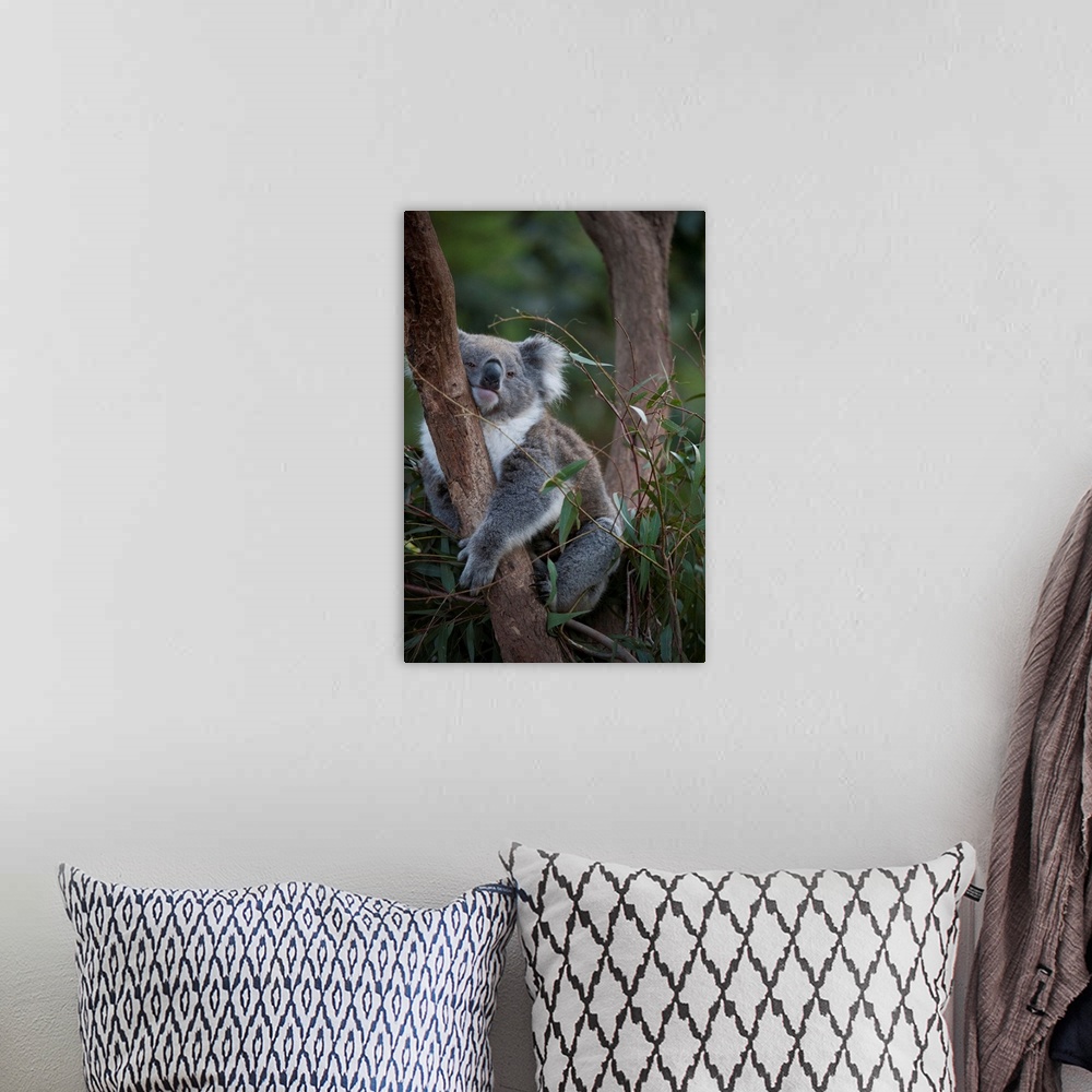 A bohemian room featuring A federally threatened koala at a wildlife sanctuary.