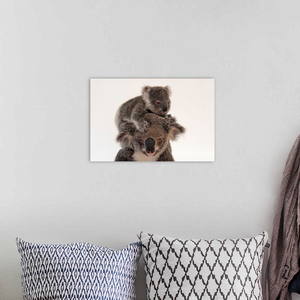 A bohemian room featuring A federally threatened koala climbs on top of its mother, who has conjunctivitis.