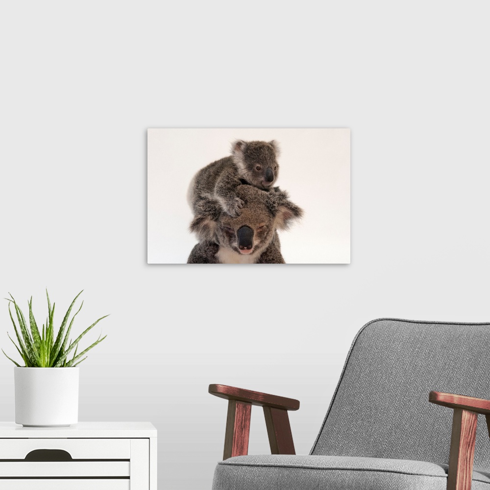 A modern room featuring A federally threatened koala climbs on top of its mother, who has conjunctivitis.