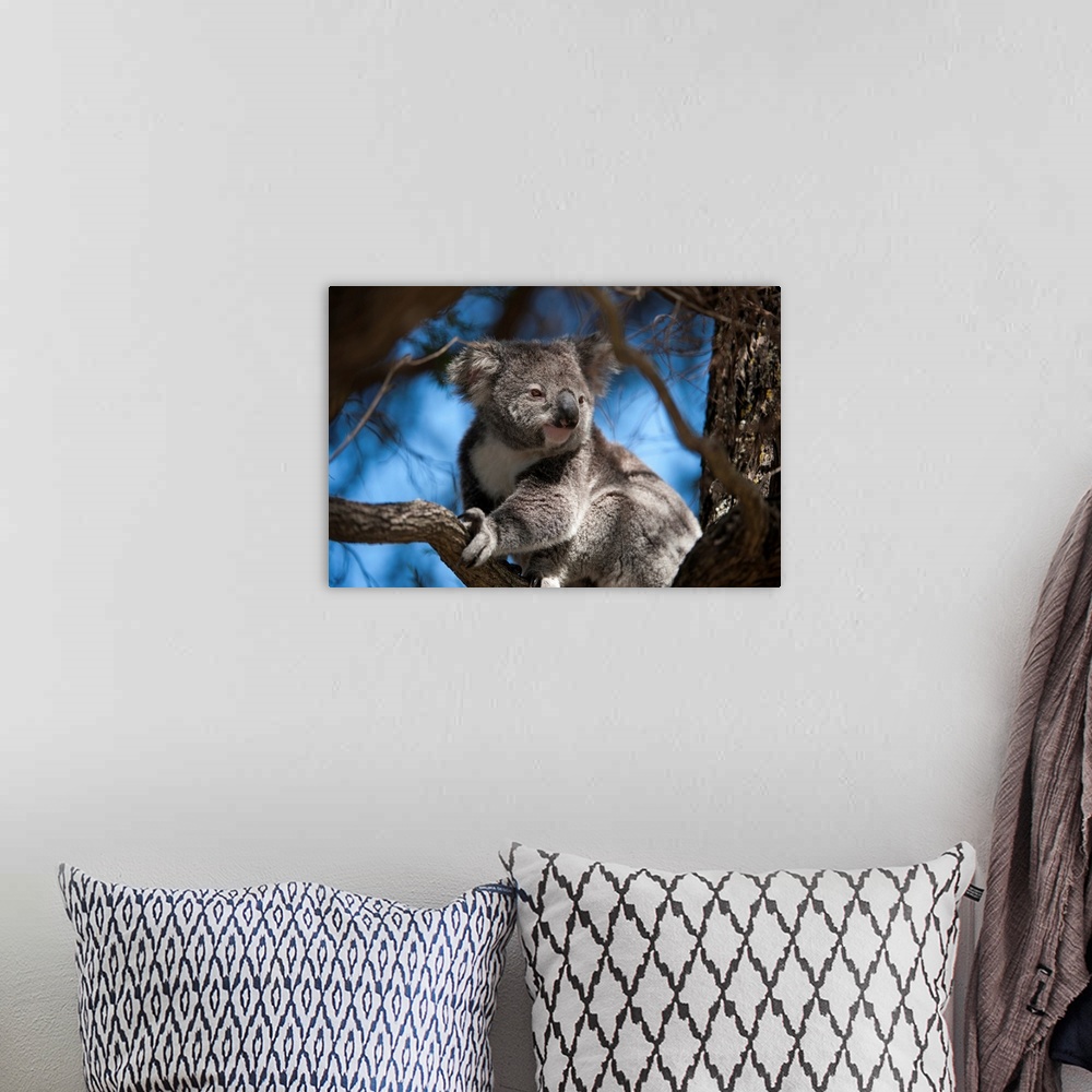 A bohemian room featuring A federally threatened koala rests in a tree.