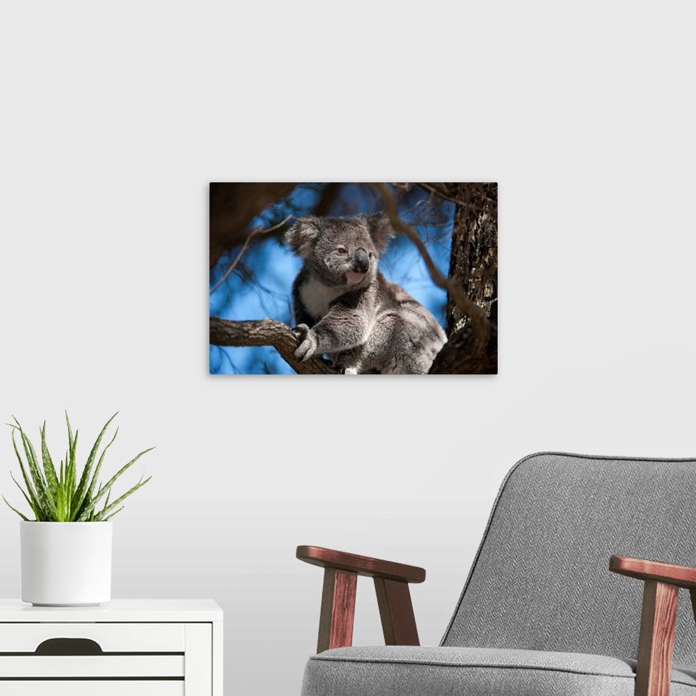A modern room featuring A federally threatened koala rests in a tree.