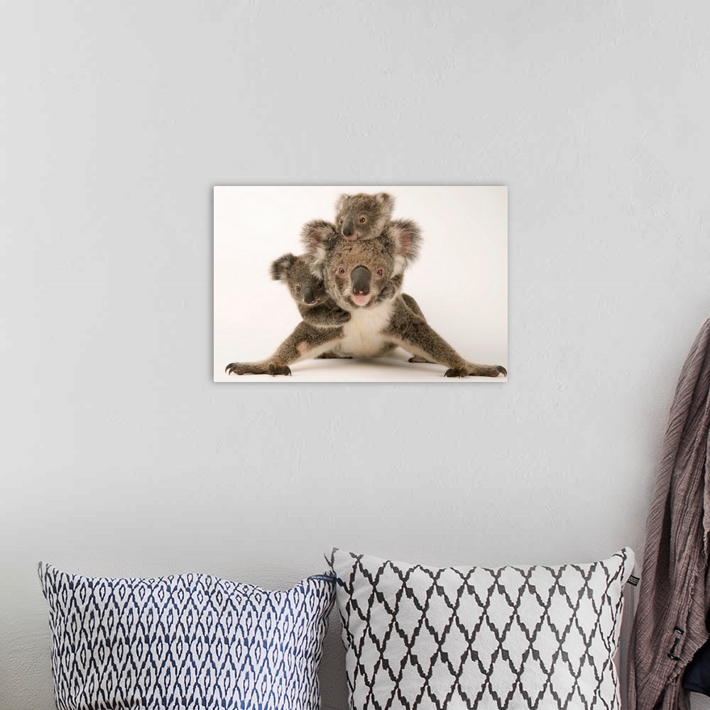 A bohemian room featuring A federally threatened koala with her offspring, one of which is adopted.