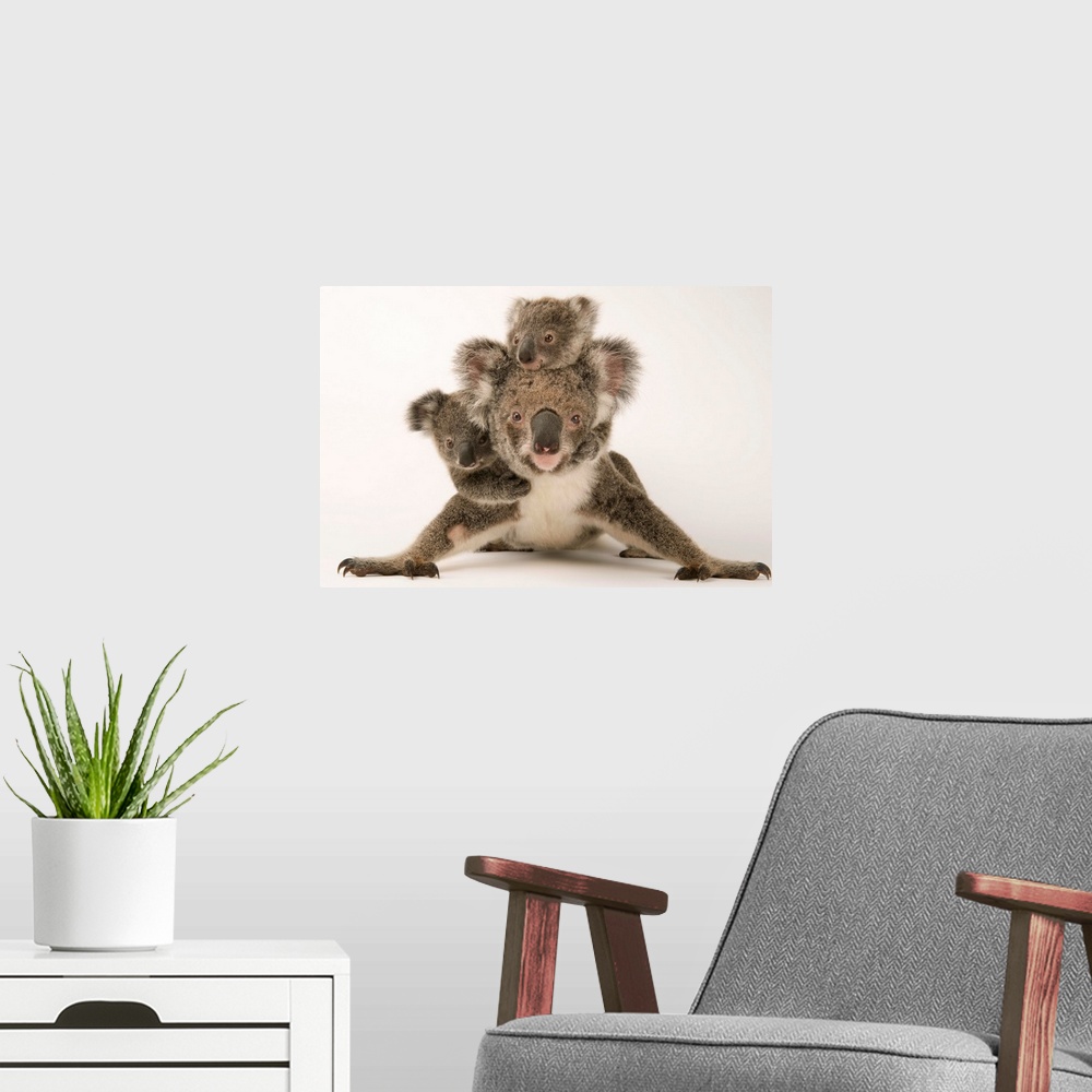 A modern room featuring A federally threatened koala with her offspring, one of which is adopted.