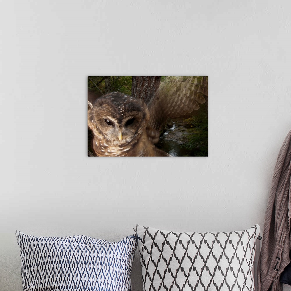 A bohemian room featuring A federally threatened Northern spotted owl in a healthy habitat.