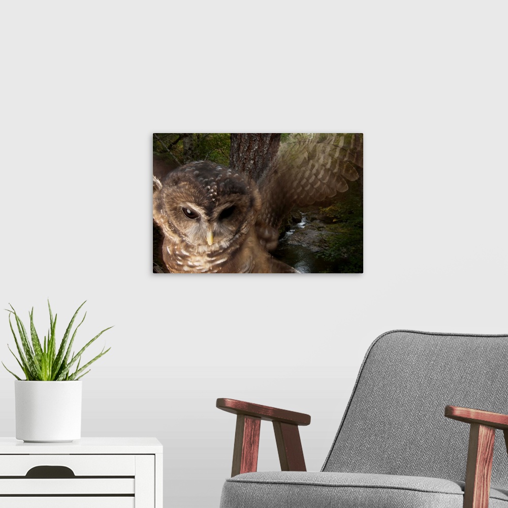 A modern room featuring A federally threatened Northern spotted owl in a healthy habitat.