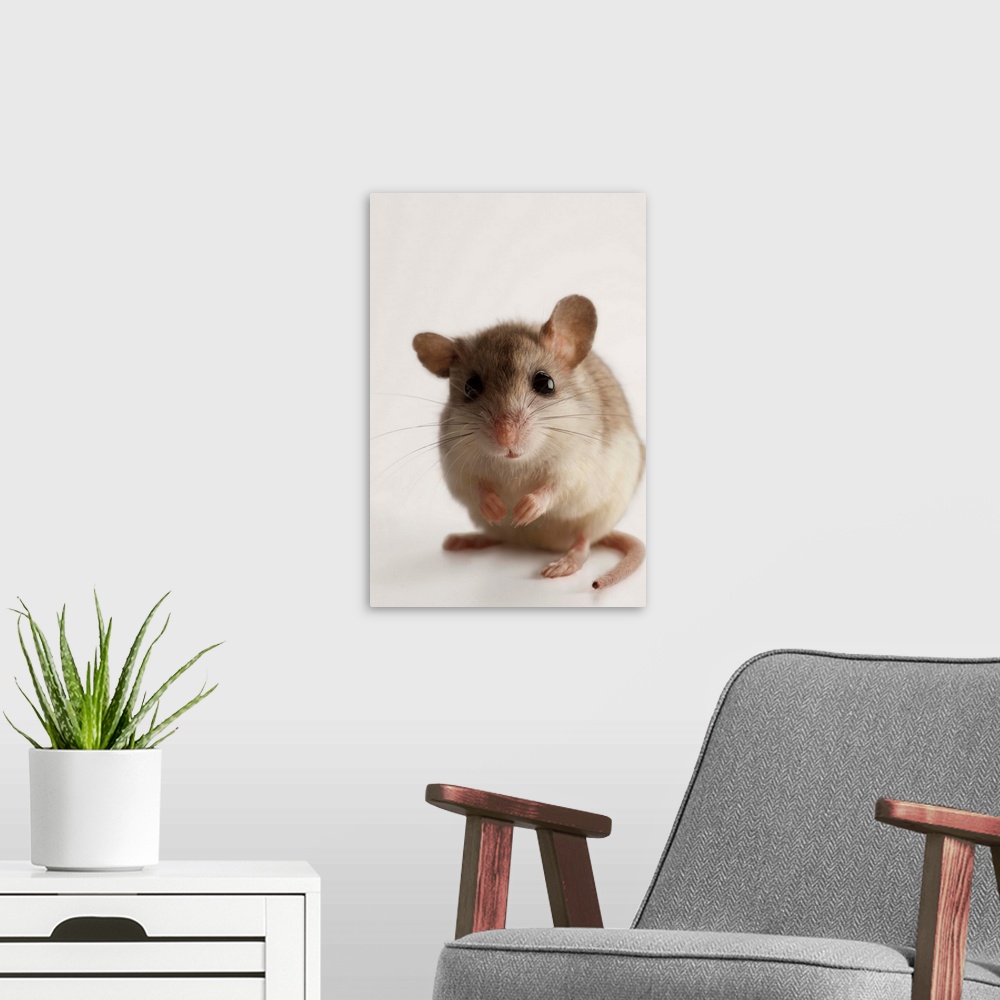 A modern room featuring A female Alabama beach mouse, Peromyscus polionotus ammobates.