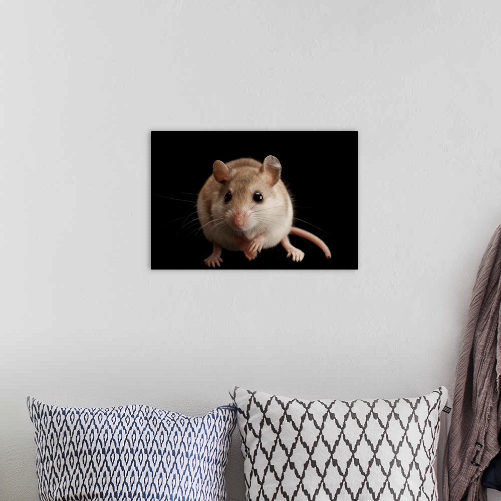 A bohemian room featuring A female Alabama beach mouse, Peromyscus polionotus ammobates.