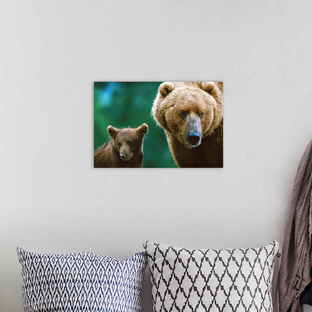 A bohemian room featuring A female grizzly and her cub, Larson Bay, Alaska