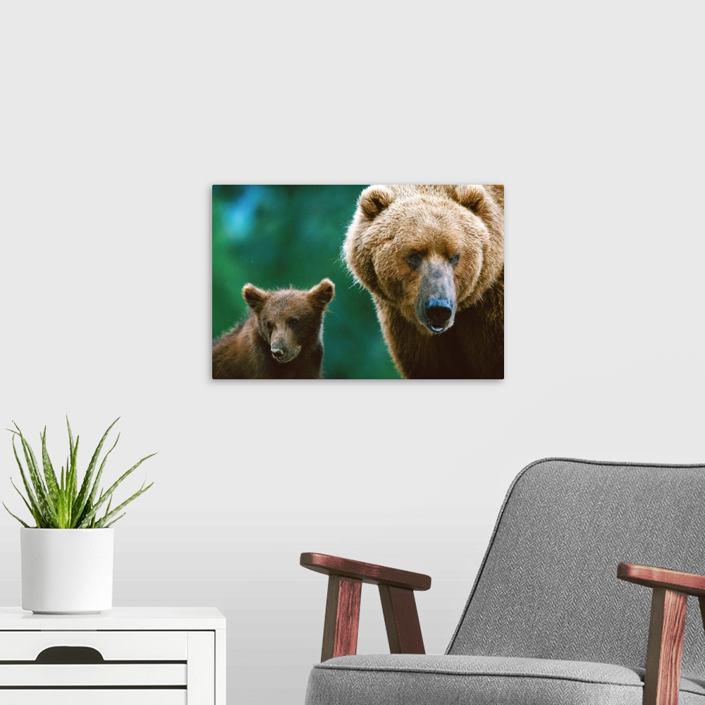 A modern room featuring A female grizzly and her cub, Larson Bay, Alaska