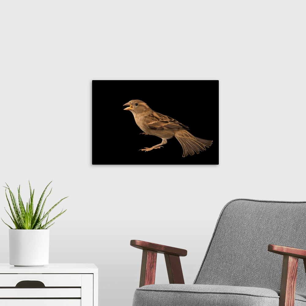 A modern room featuring A female house sparrow, Passer domesticus balearoibericus, at the Wildlife Rescue Center (LIPU) o...