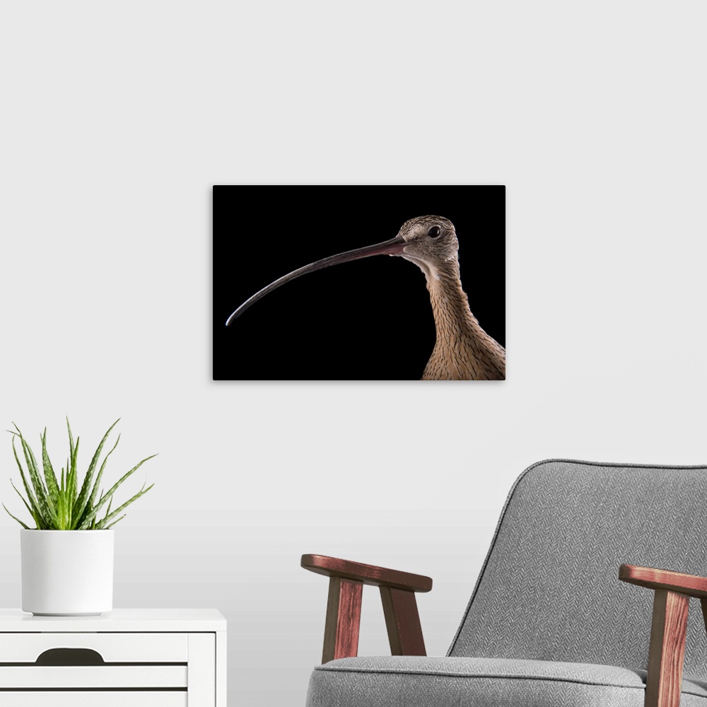 A modern room featuring A female long-billed curlew, Numenius americanus, at the Tracy Aviary.