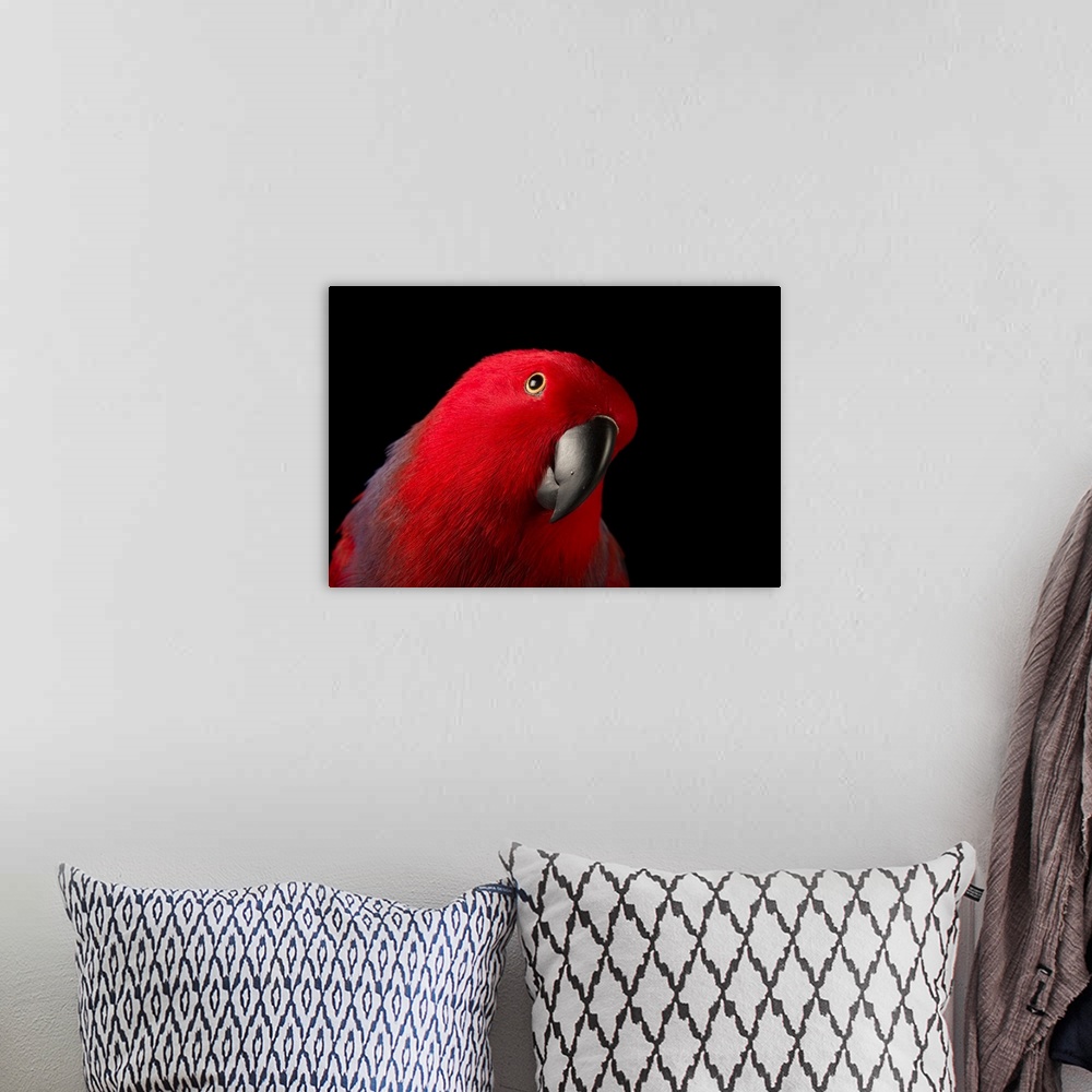 A bohemian room featuring A female Northern eclectus parrot, Eclectus roratus vosmaeri, at the Palm Beach Zoo. It is unusua...