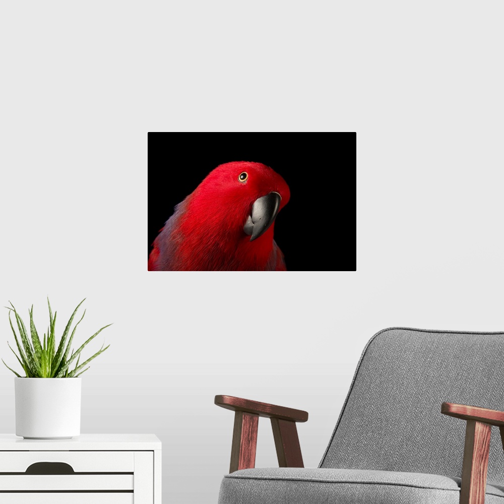 A modern room featuring A female Northern eclectus parrot, Eclectus roratus vosmaeri, at the Palm Beach Zoo. It is unusua...