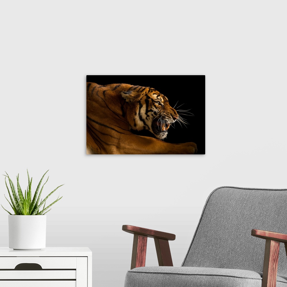 A modern room featuring Panthera tigris amoyensis, Suzhou, Jiangsu, China.