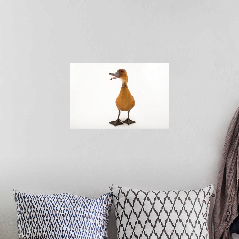 A bohemian room featuring A fulvous whistling duck, Dendrocygna bicolor