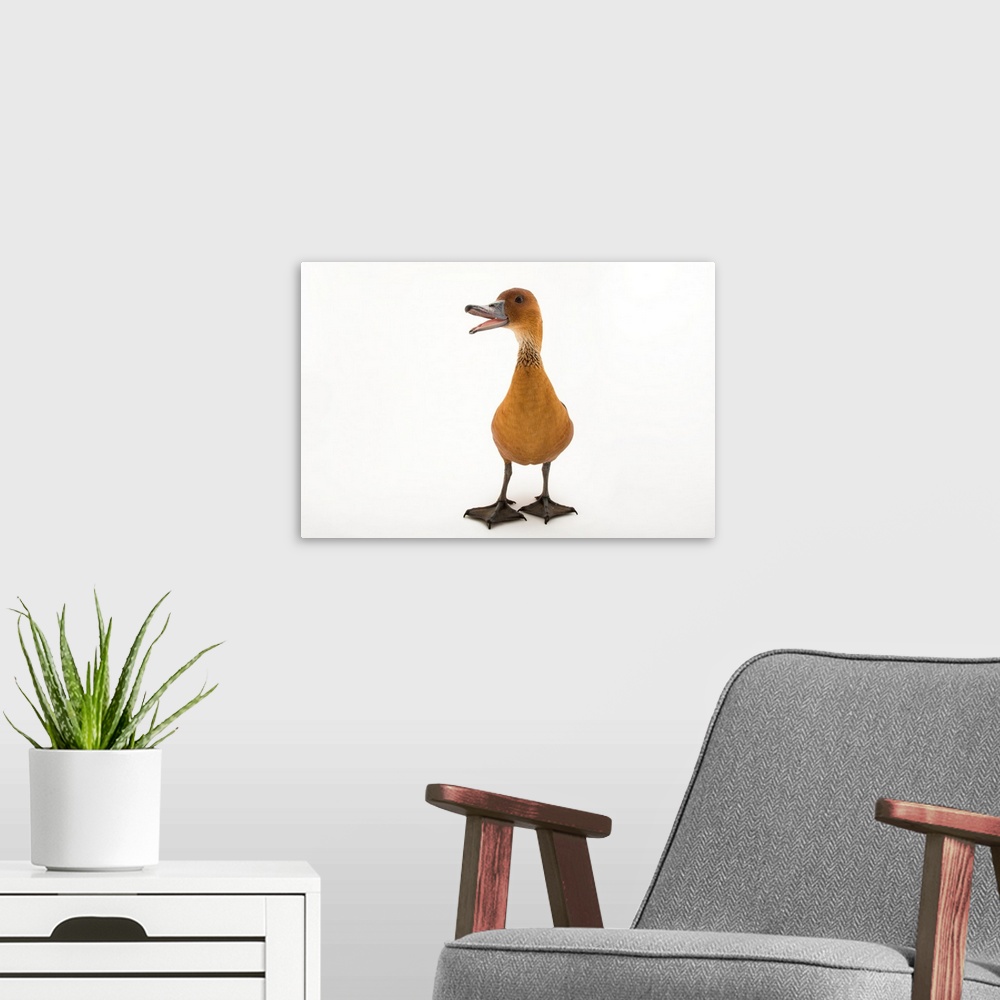 A modern room featuring A fulvous whistling duck, Dendrocygna bicolor