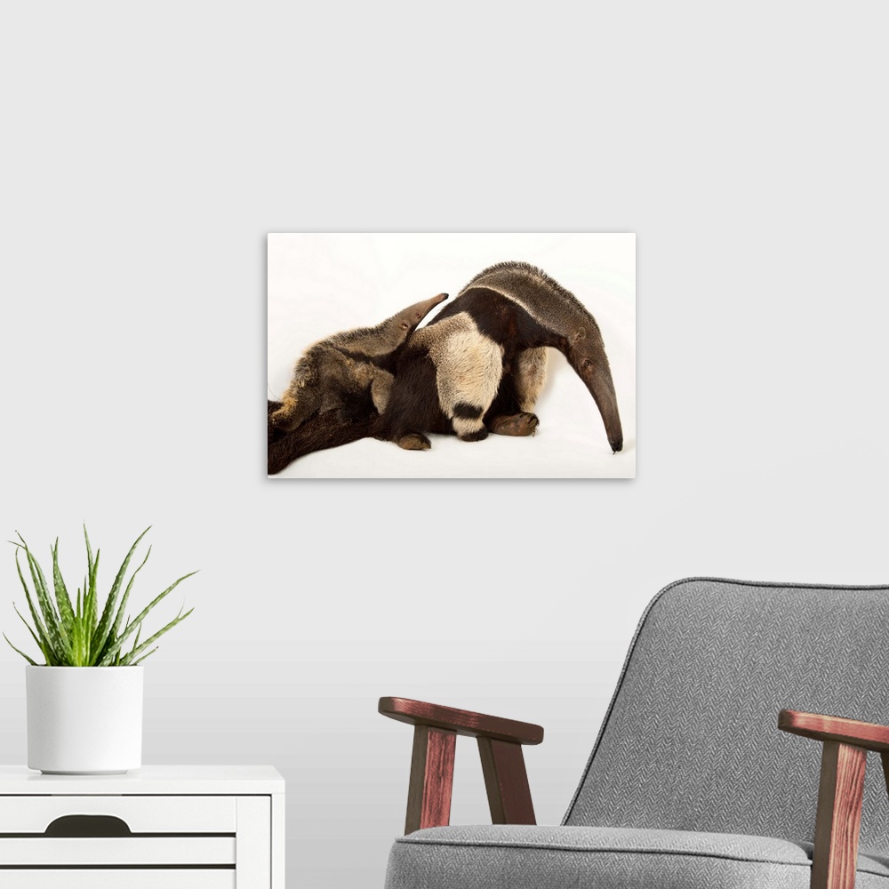 A modern room featuring A giant anteater, Myrmecophaga tridactyla, with her pup