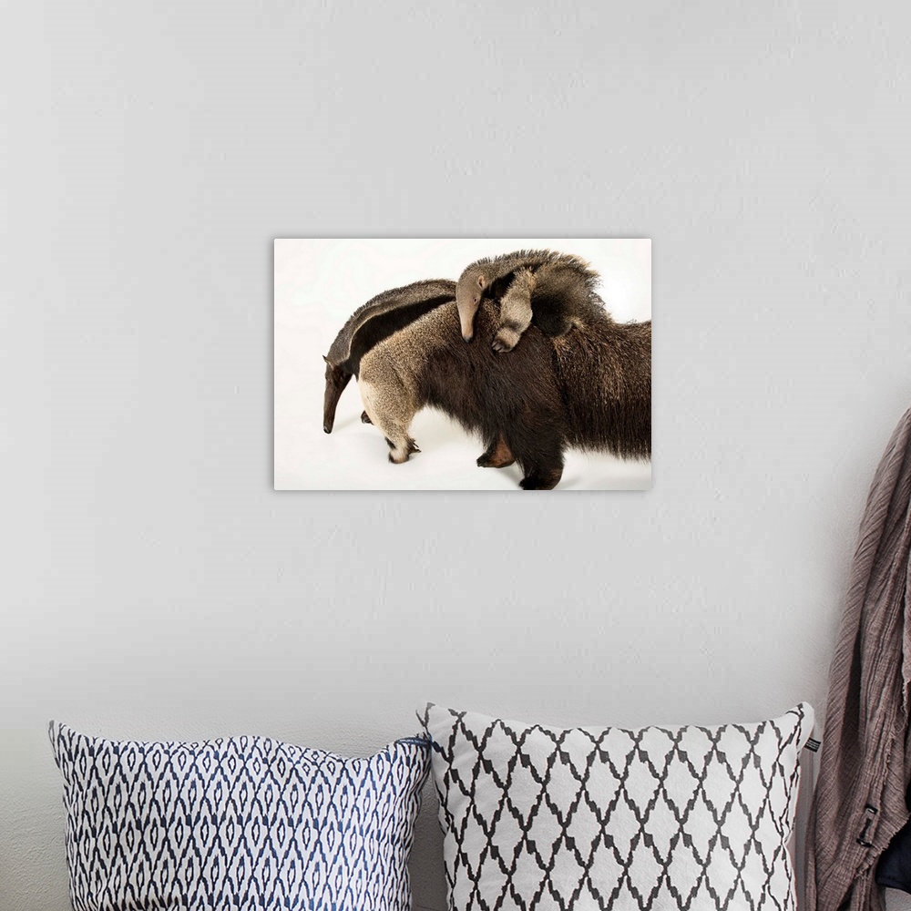 A bohemian room featuring A giant anteater, Myrmecophaga tridactyla, with her pup