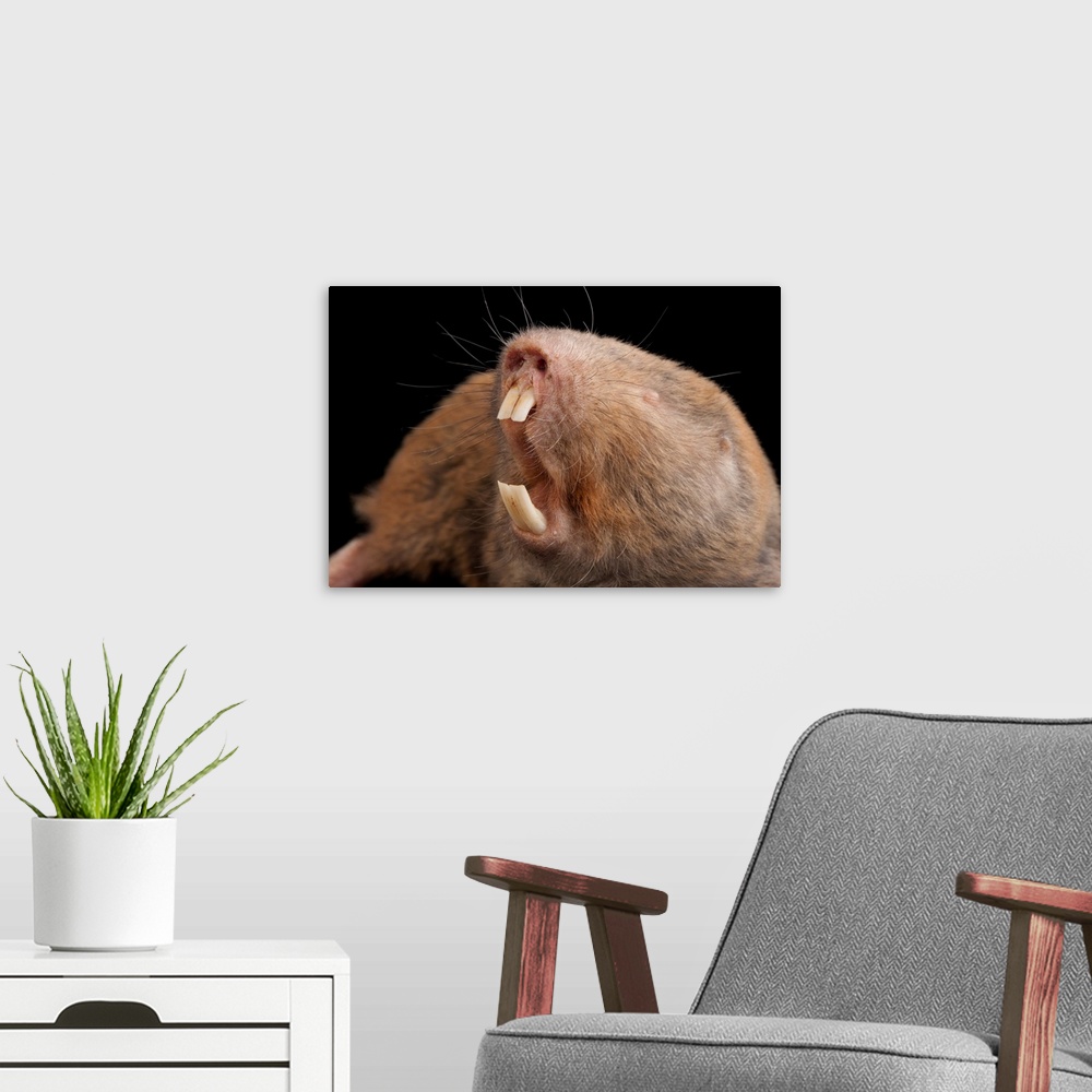 A modern room featuring A giant mole rat, Cryptomys mechowi, at the Houston Zoo.