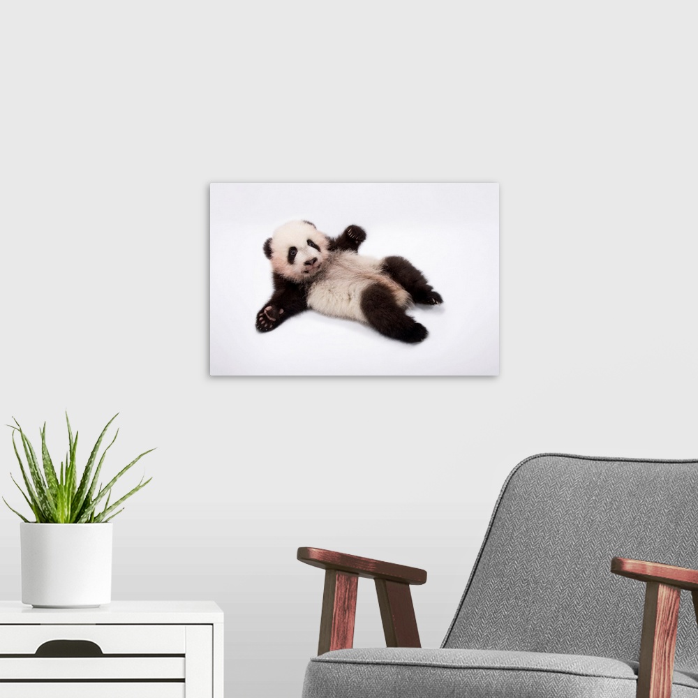 A modern room featuring A giant panda cub, Ailuropoda melanoleuca, at Zoo Atlanta.