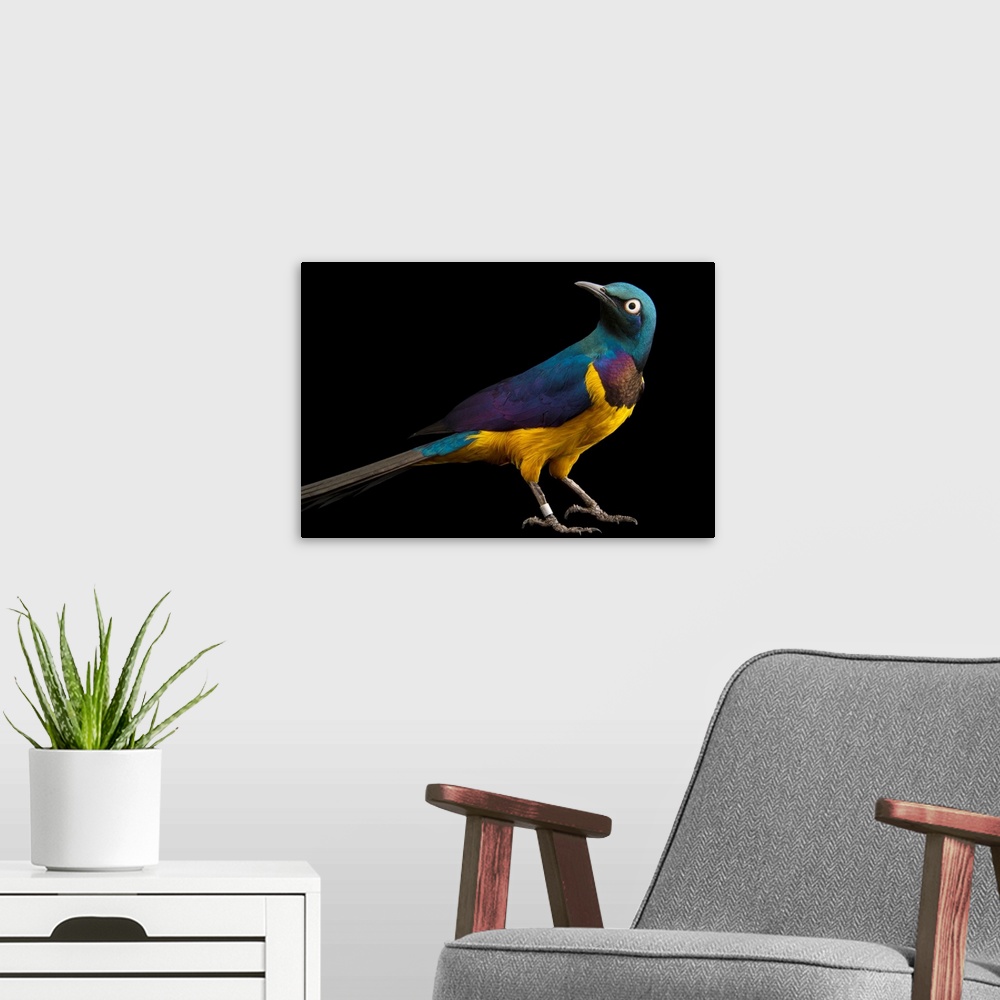 A modern room featuring A golden breasted starling, Cosmopsarus regius, at Zoo Atlanta.