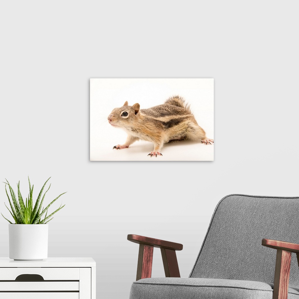 A modern room featuring A golden mantled ground squirrel, Callospermophilus lateralis.