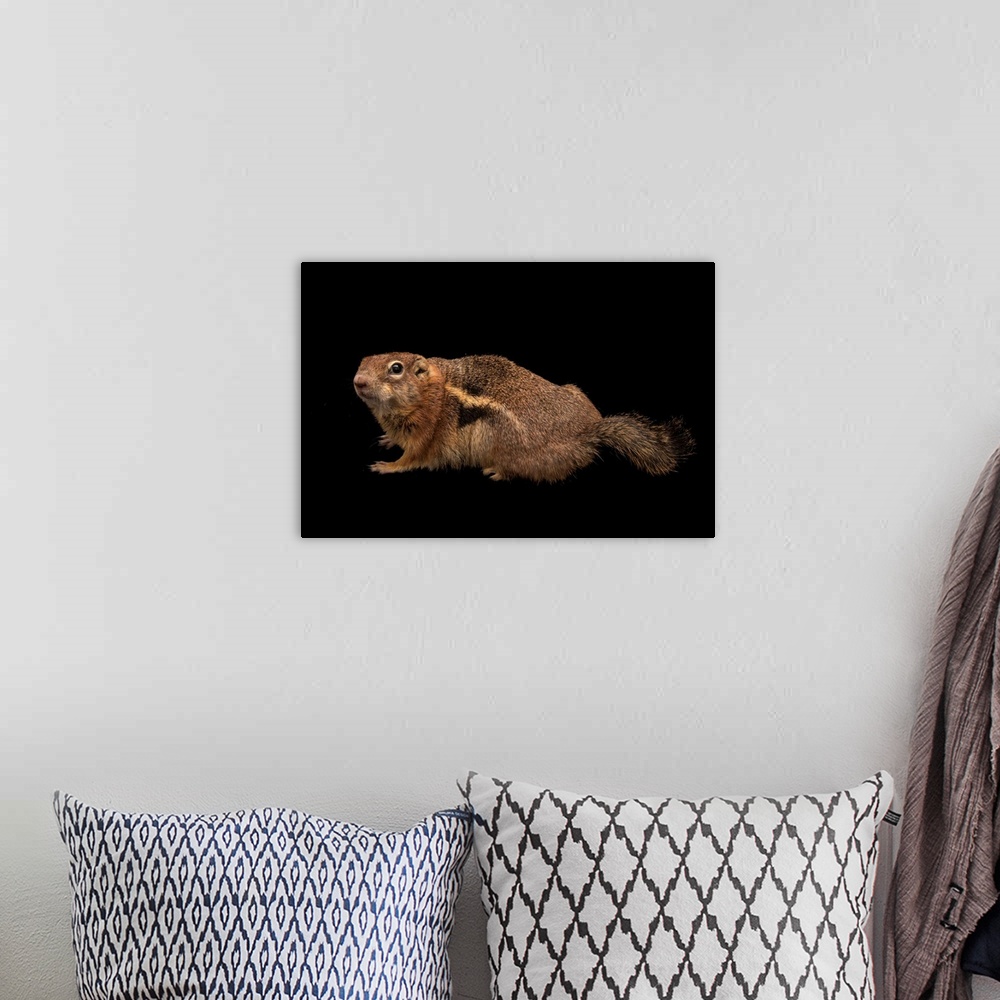 A bohemian room featuring A golden mantled ground squirrel, Callospermophilus lateralis.