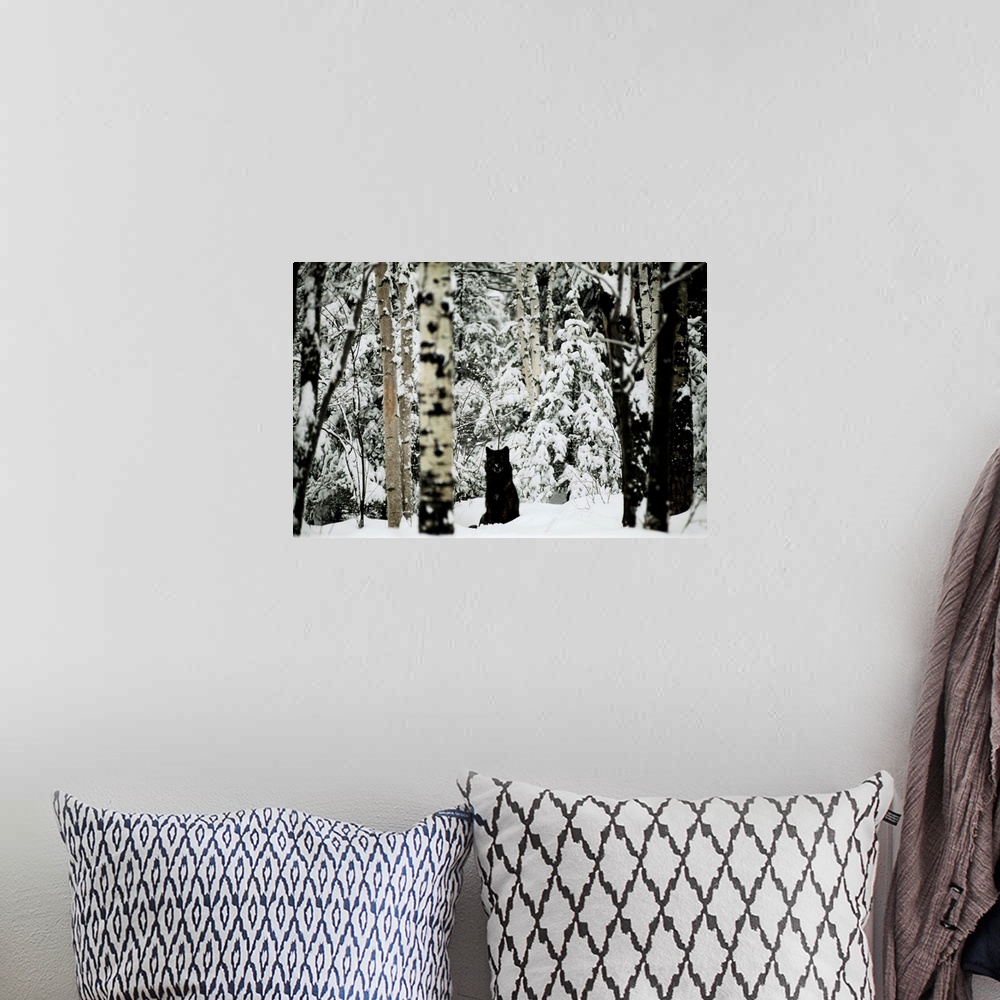 A bohemian room featuring A gray wolf, Canis lupus, sitting in the midst of a snowy landscape.