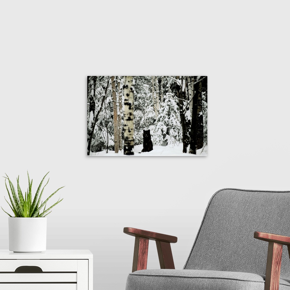 A modern room featuring A gray wolf, Canis lupus, sitting in the midst of a snowy landscape.