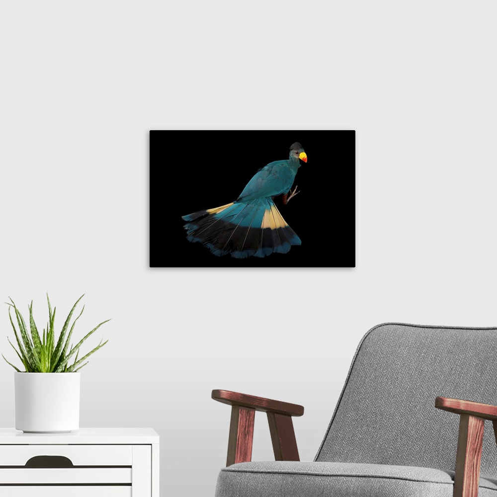 A modern room featuring A great blue turaco, Corythaeola cristata.