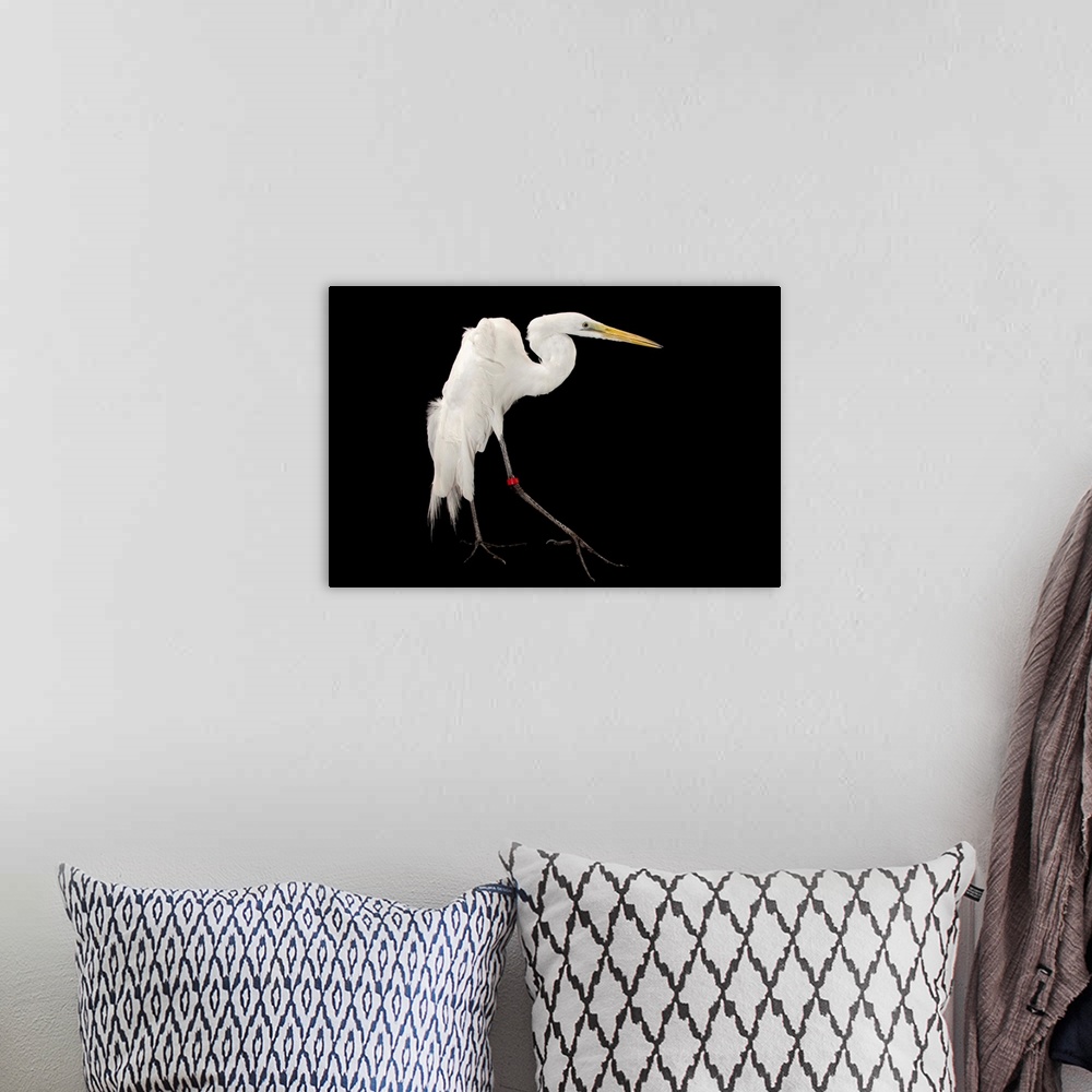 A bohemian room featuring A great egret, Ardea alba