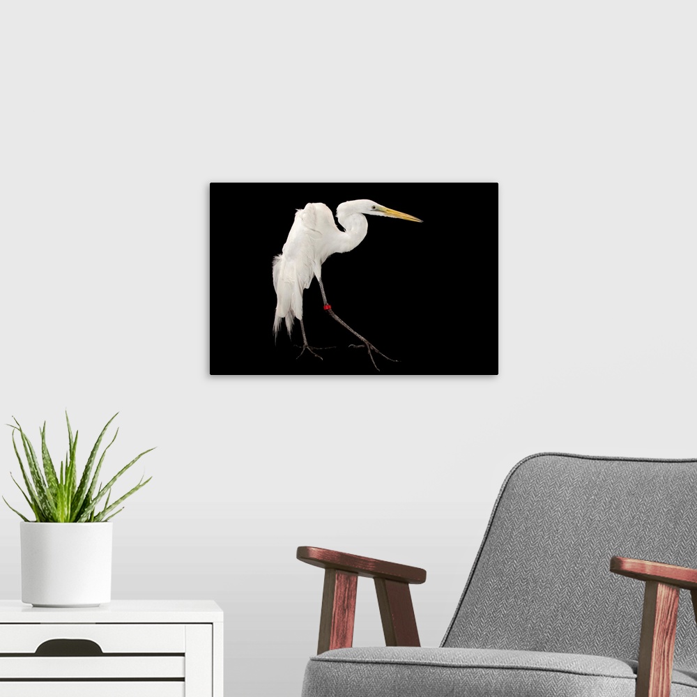 A modern room featuring A great egret, Ardea alba