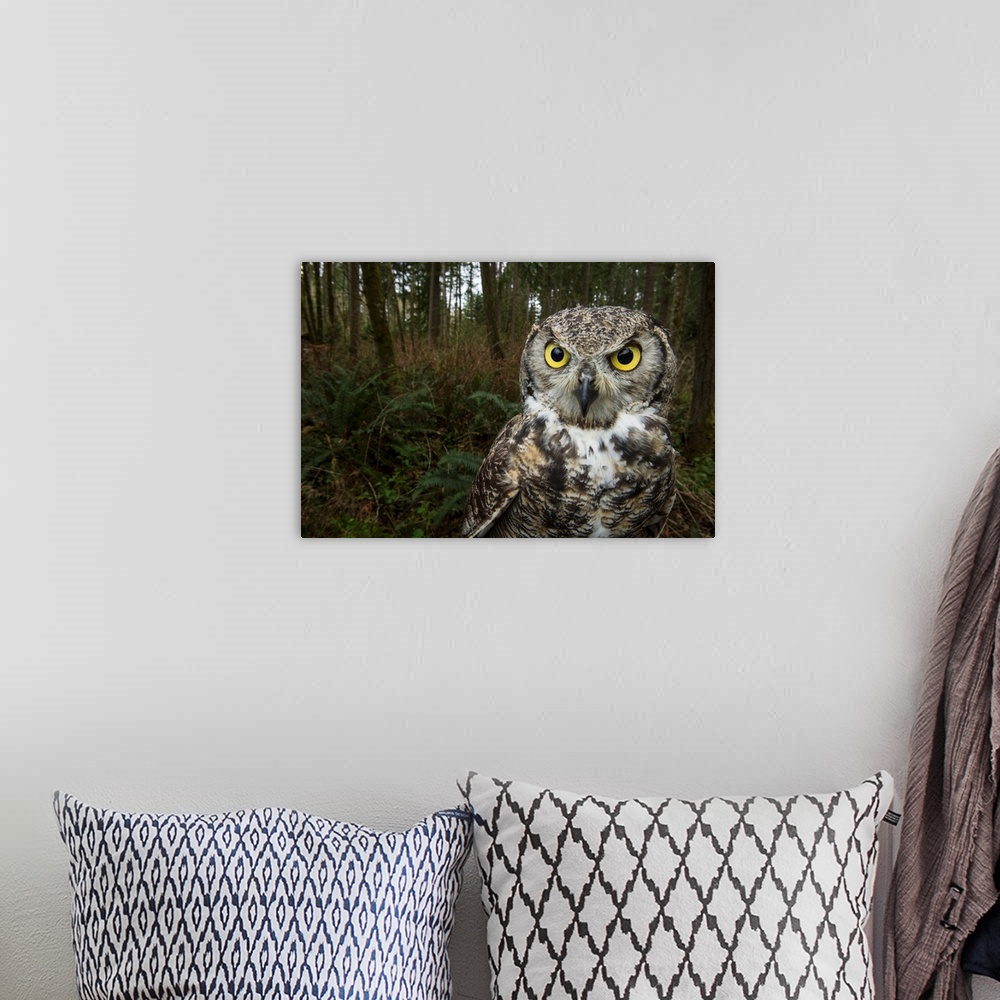 A bohemian room featuring A great horned owl at Northwest Trek Wildlife Park in Eatonville, Washington.