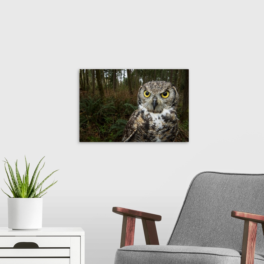 A modern room featuring A great horned owl at Northwest Trek Wildlife Park in Eatonville, Washington.