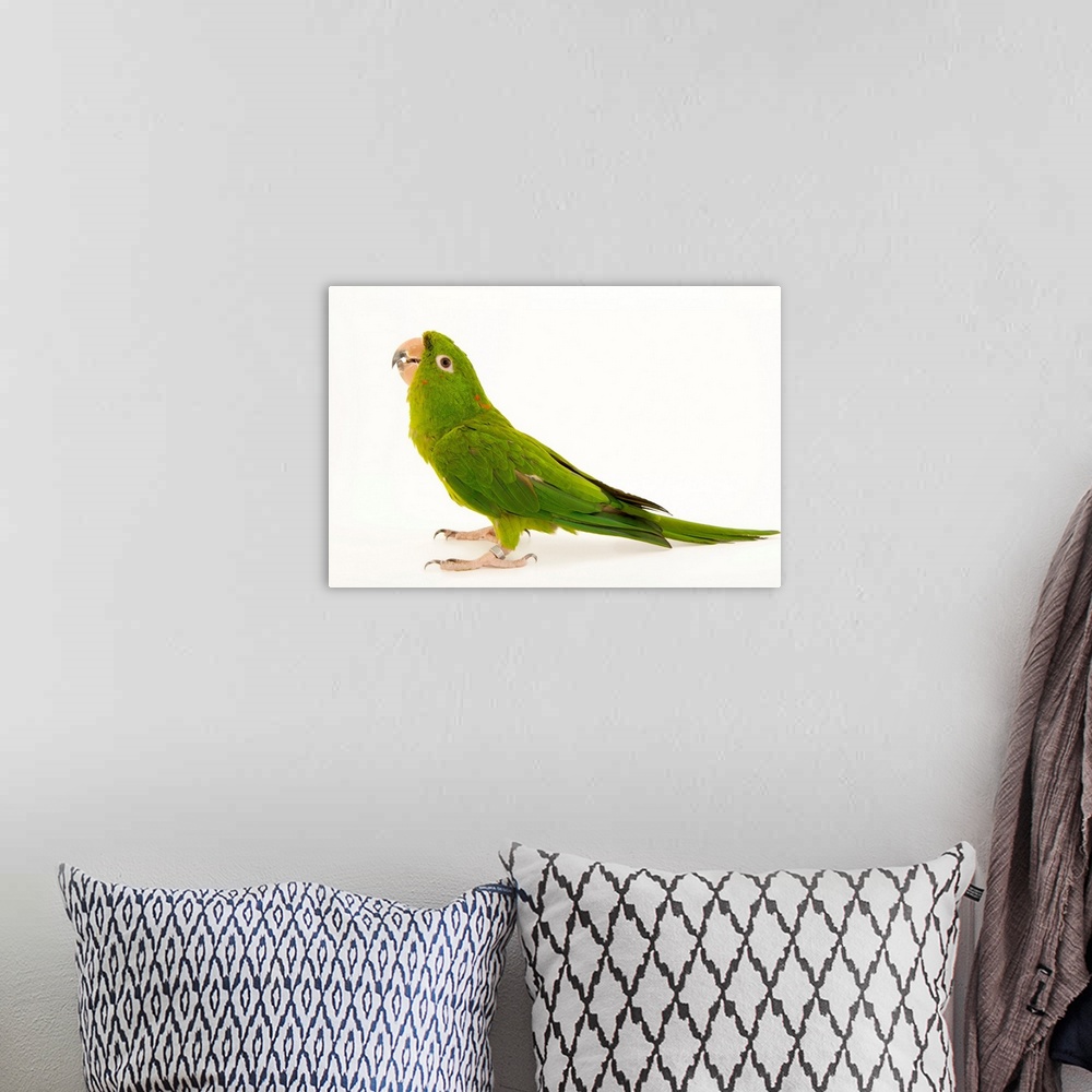 A bohemian room featuring A green parakeet, Psittacara holochlorus strenuus.