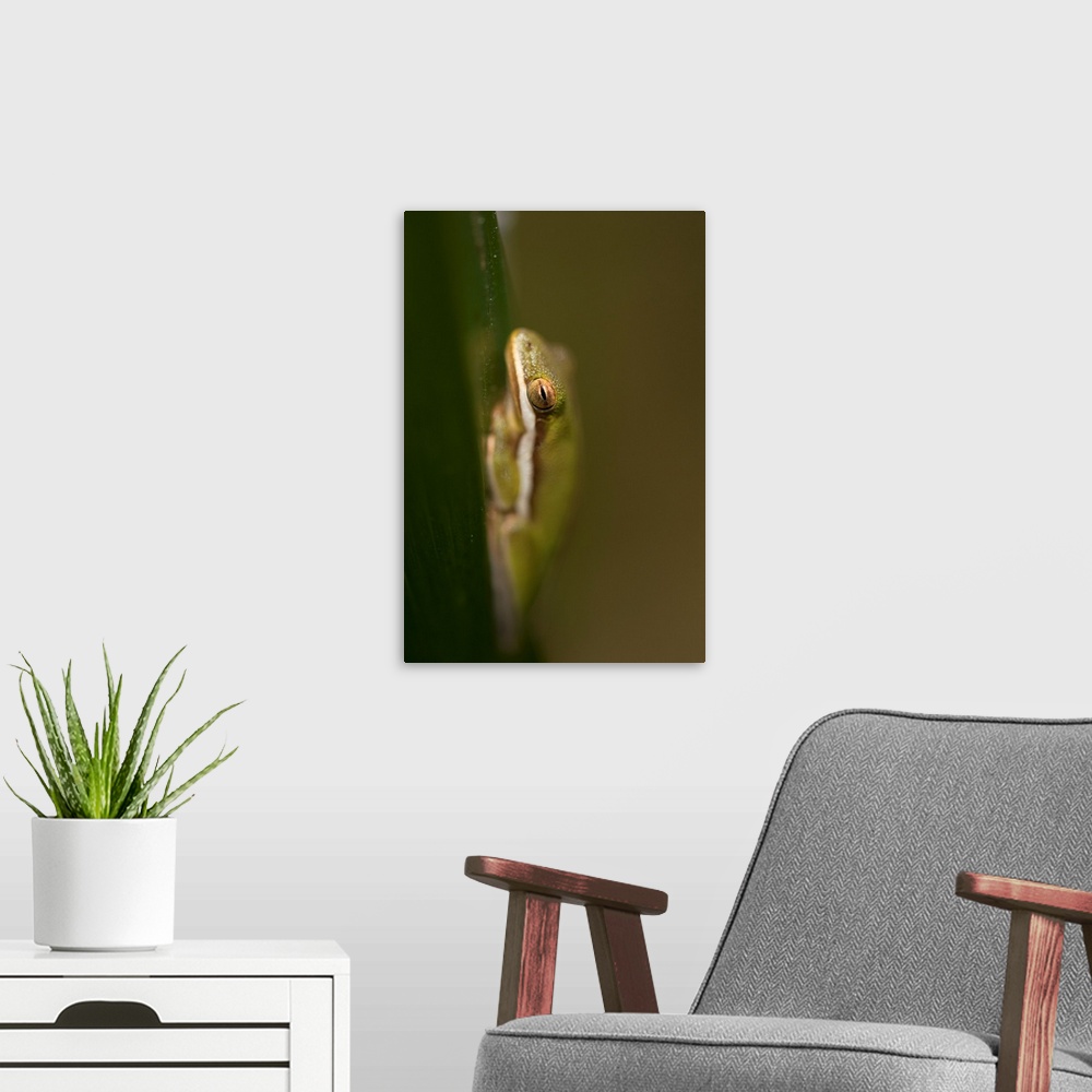 A modern room featuring A green tree frog hides at Kissemmee Prairie Preserve State Park.