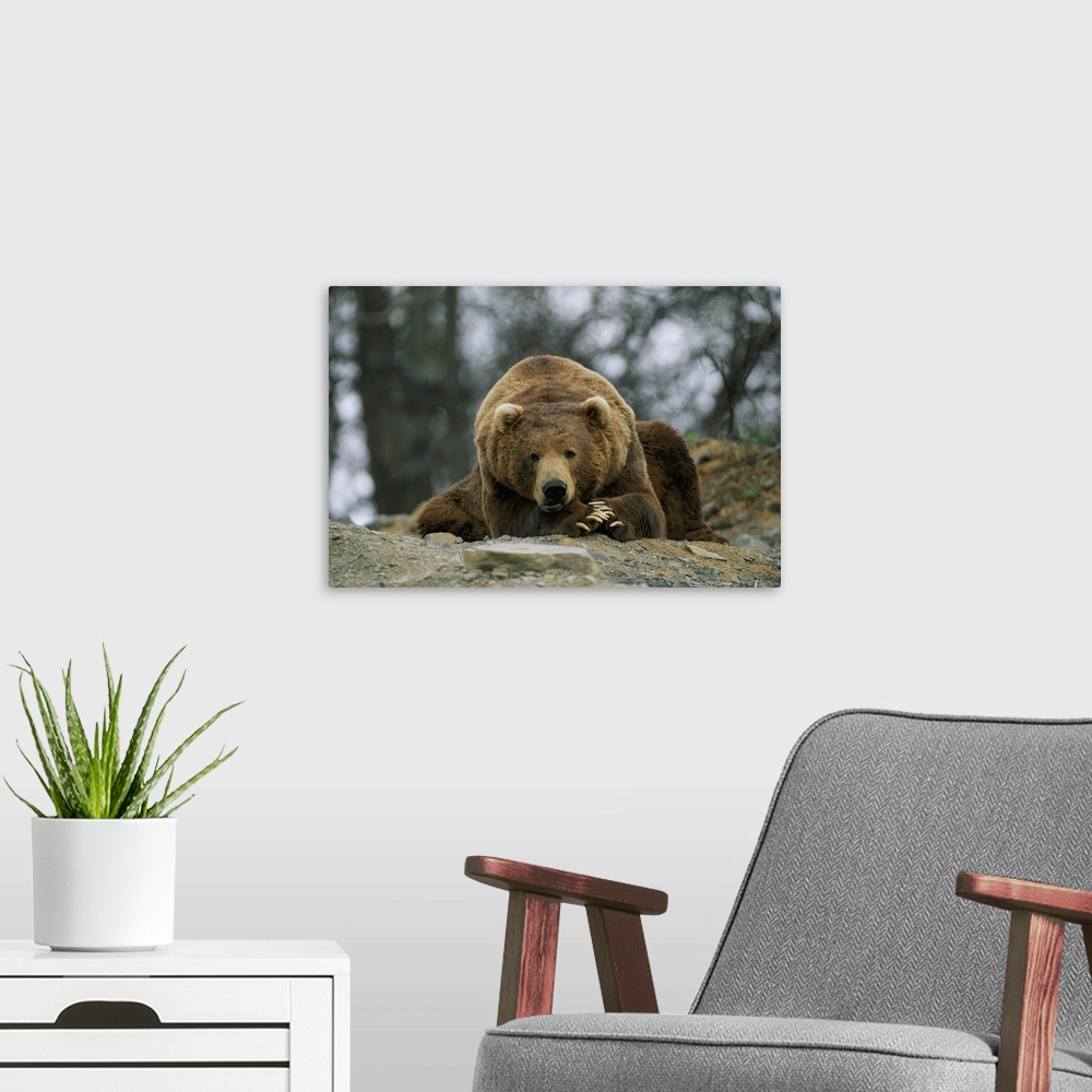 A modern room featuring A grizzly bear at rest on the edge of the Larson Bay dump.
