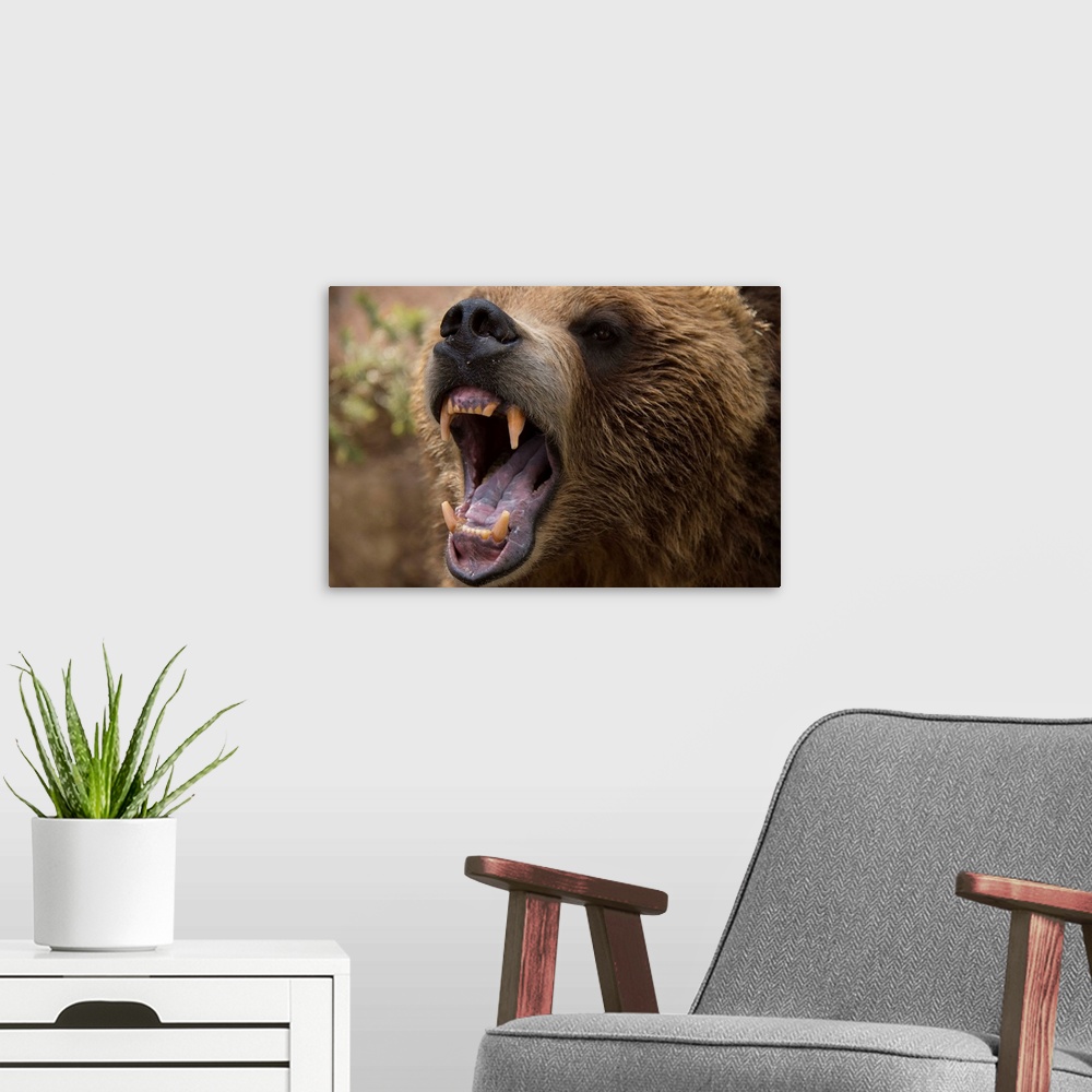 A modern room featuring A grizzly bear snarling at the Cheyenne Mountain Zoo.