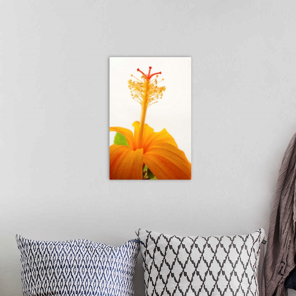 A bohemian room featuring A Hawaiian orange hibiscus, Hibiscus kokio saintjohnianus.