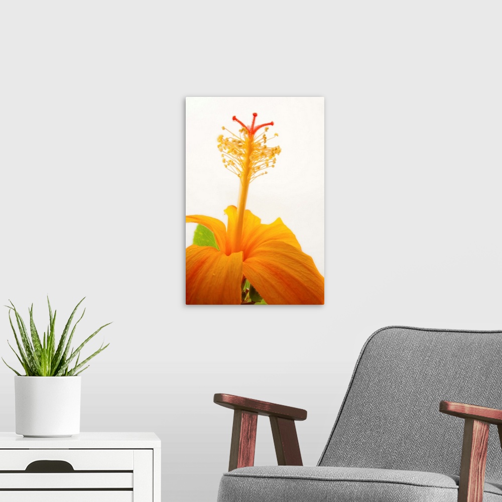 A modern room featuring A Hawaiian orange hibiscus, Hibiscus kokio saintjohnianus.