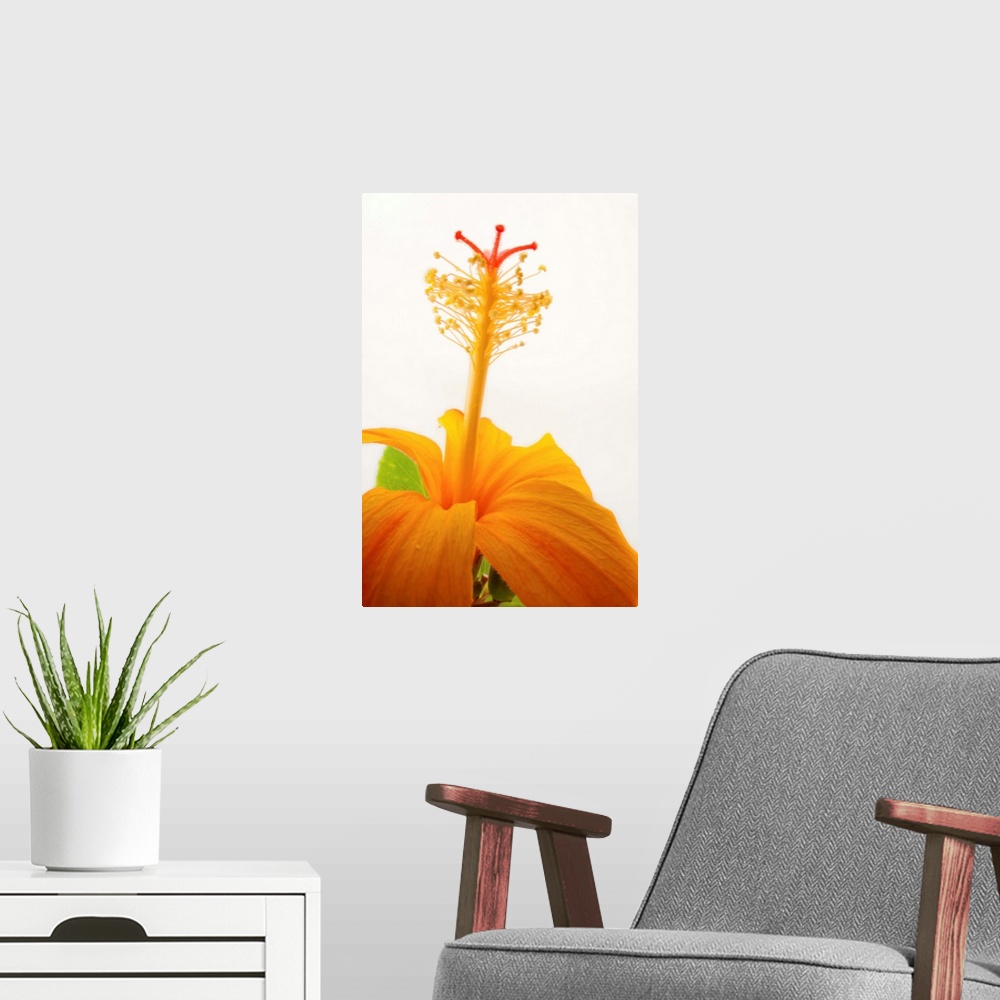 A modern room featuring A Hawaiian orange hibiscus, Hibiscus kokio saintjohnianus.