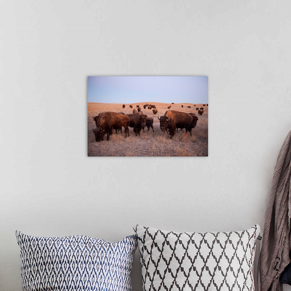 A bohemian room featuring Bison on the Carl Simmons Ranch near Valentine, NE.