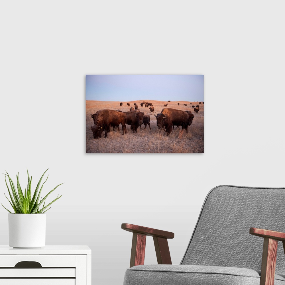 A modern room featuring Bison on the Carl Simmons Ranch near Valentine, NE.