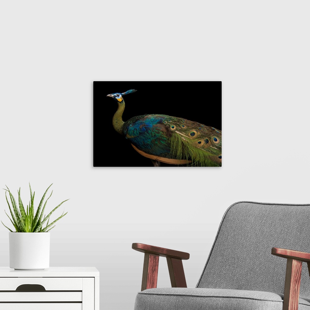 A modern room featuring An endangered Javan green peafowl, Pavo muticus muticus, at the Houston Zoo.