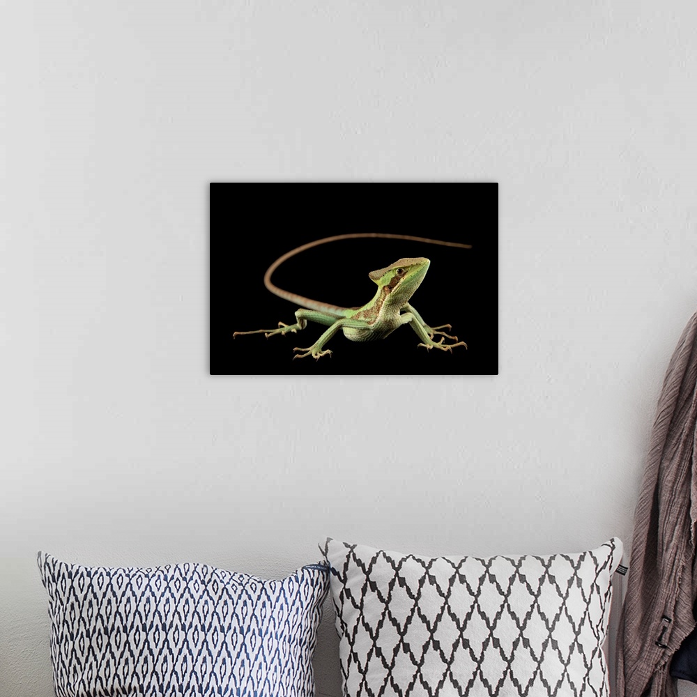 A bohemian room featuring A Juliois casquehead iguana (Laemanctus julioi) at Zoo Plzen.
