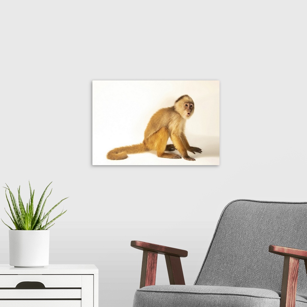 A modern room featuring A juvenile male hock-headed capuchin (Cebus cuscinus) named Leandro at Amazon Shelter, a wildlife...