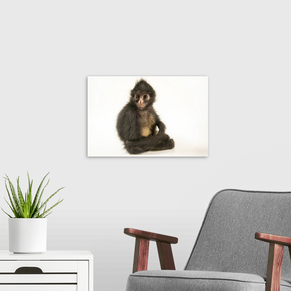A modern room featuring A juvenile Peruvian spider monkey (Ateles chamek) at Rainforest Awareness Rescue Education Center...
