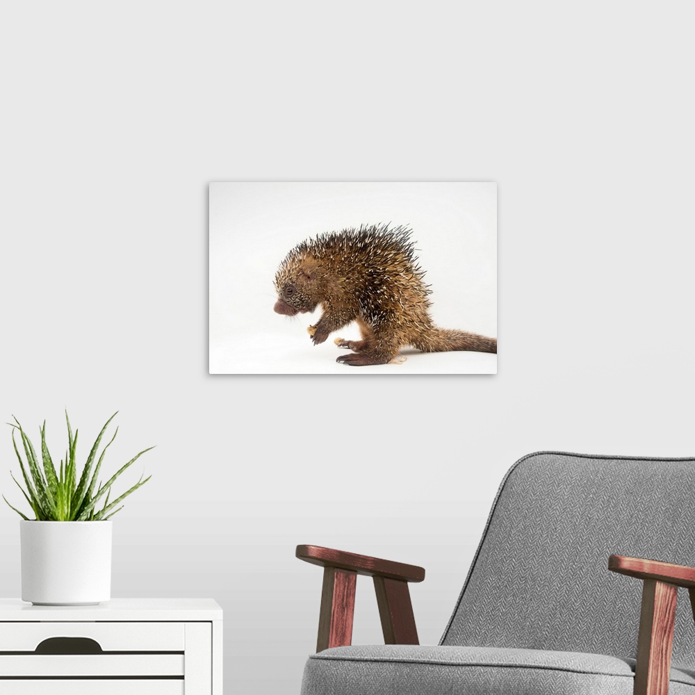 A modern room featuring A juvenile prehensile tailed porcupine, Coendou prehensilis, at the Saint Augustine Alligator Far...