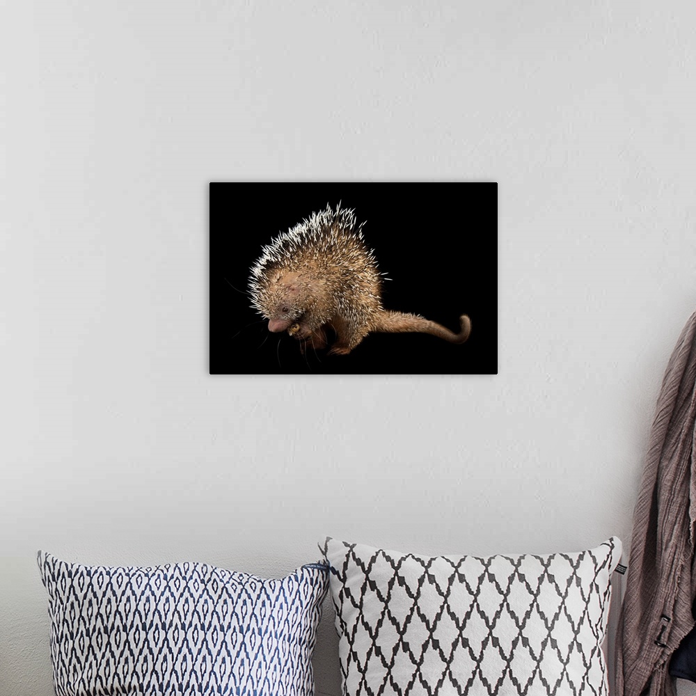 A bohemian room featuring A juvenile prehensile tailed porcupine, Coendou prehensilis, at the Saint Augustine Alligator Far...